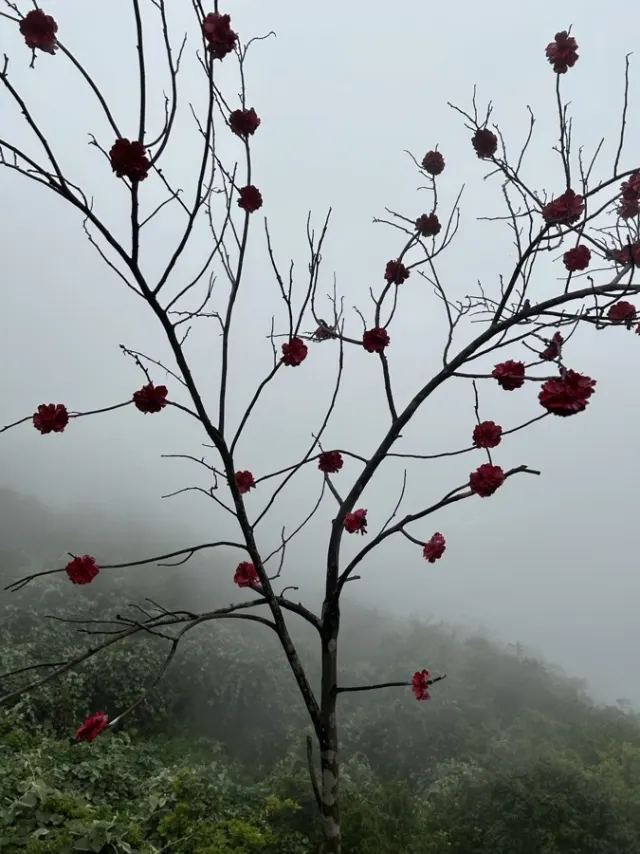 Hue, Hai Van Pass, Da Nang