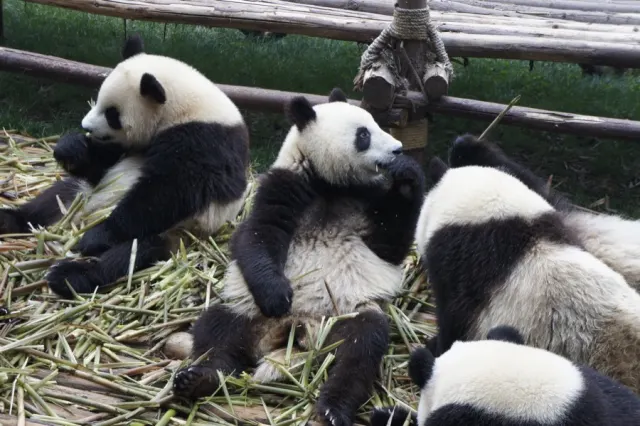 Panda videos from Chengdu